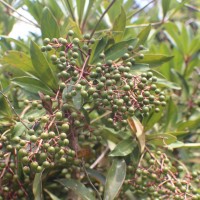 Ardisia rothii A.DC.